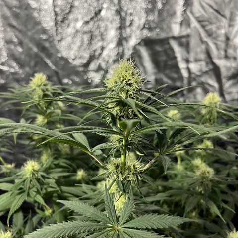 Slurricane growlog timeline photo