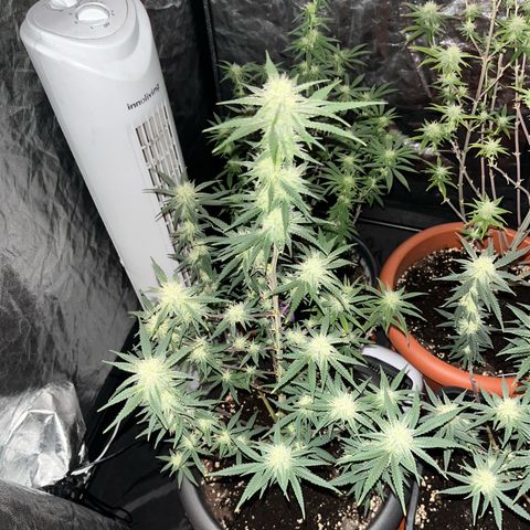 Future Island #3 growlog timeline photo