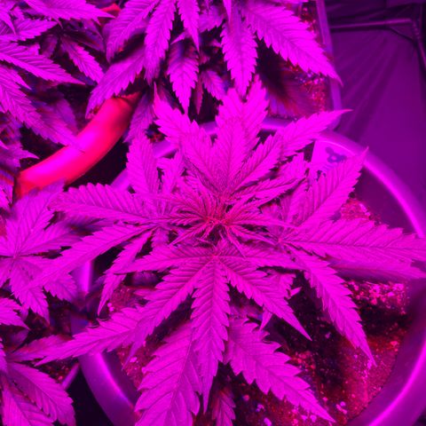 Future Island #3 growlog timeline photo