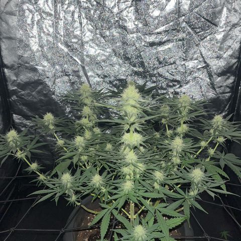 Slurricane growlog photo: defogliazione un po' in ritardo :/
