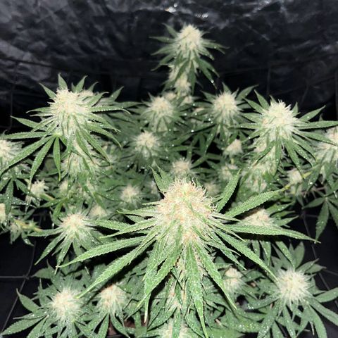 Slurricane growlog timeline photo