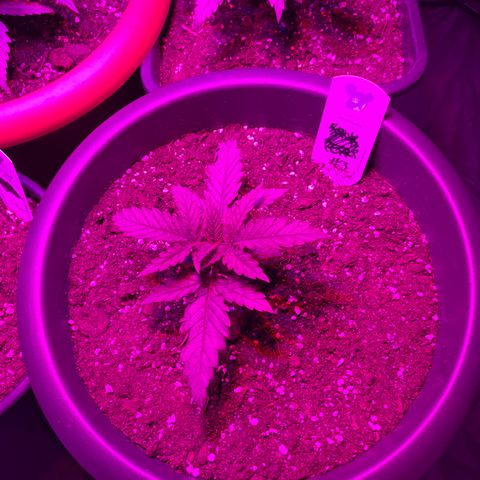 Future Island #3 growlog timeline photo
