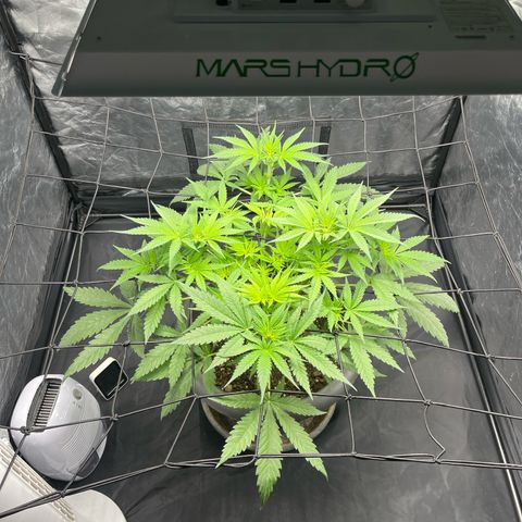 Slurricane growlog timeline photo