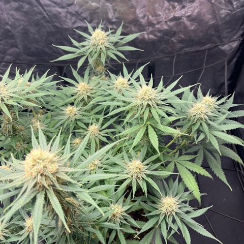 Slurricane growlog timeline photo