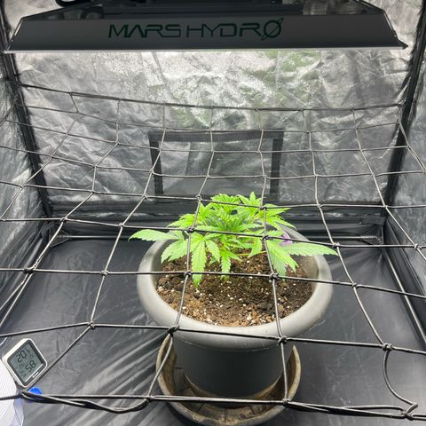 Slurricane growlog timeline photo