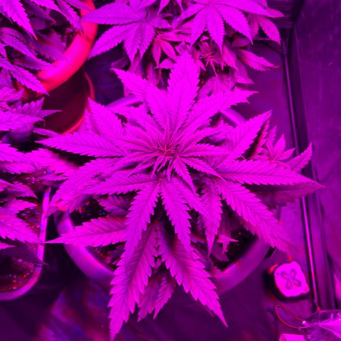 Future Island #3 growlog timeline photo