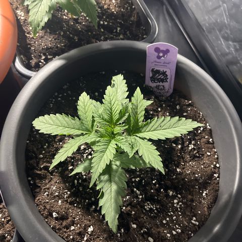 Future Island #3 growlog timeline photo