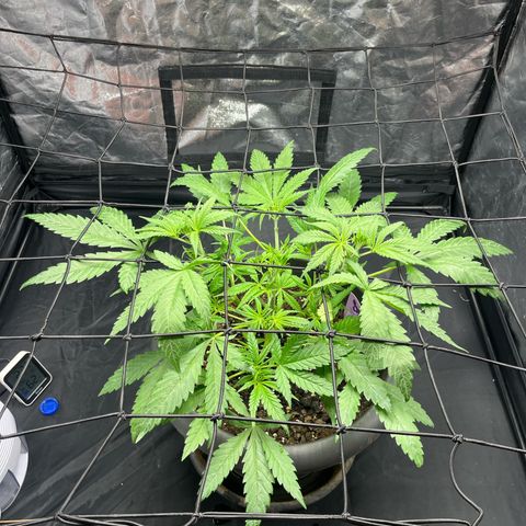 Slurricane growlog timeline photo