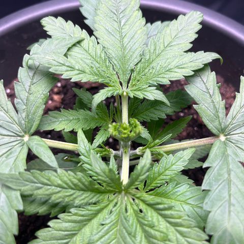 Slurricane growlog timeline photo