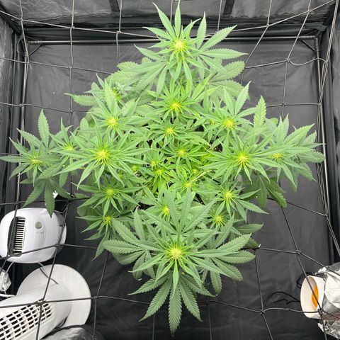 Slurricane growlog timeline photo