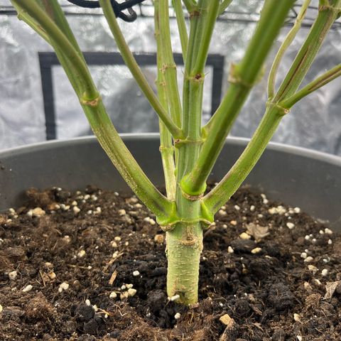 Slurricane growlog timeline photo