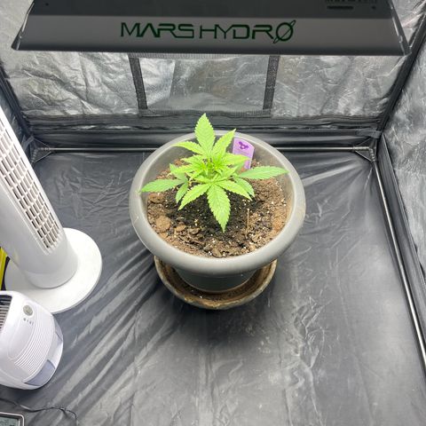 Slurricane growlog timeline photo