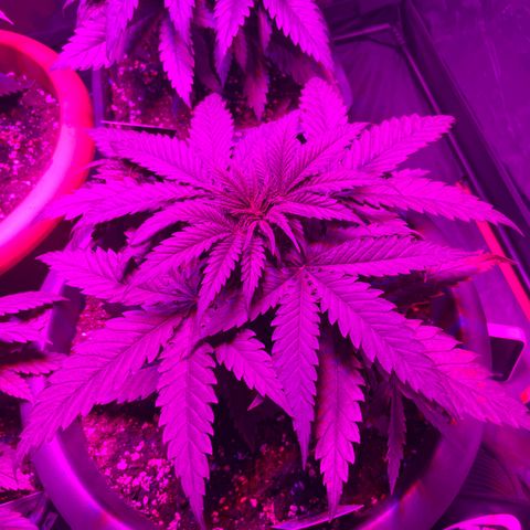 Future Island #3 growlog timeline photo