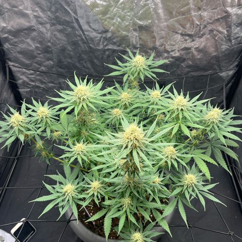 Slurricane growlog timeline photo