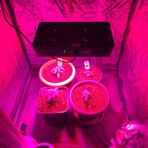 Future Island #3 growlog timeline photo