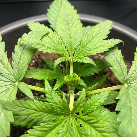 Slurricane growlog timeline photo