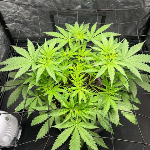 Slurricane growlog timeline photo