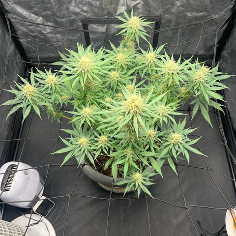 Slurricane growlog timeline photo