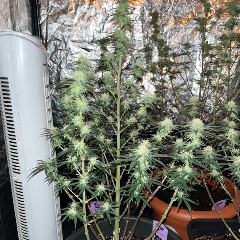 Future Island #3 growlog timeline photo