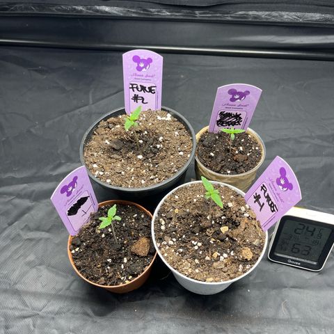 Future Island #3 growlog timeline photo