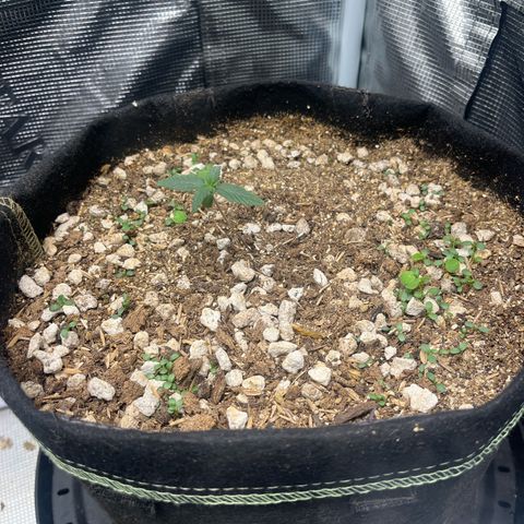 Unknown strain growlog timeline photo
