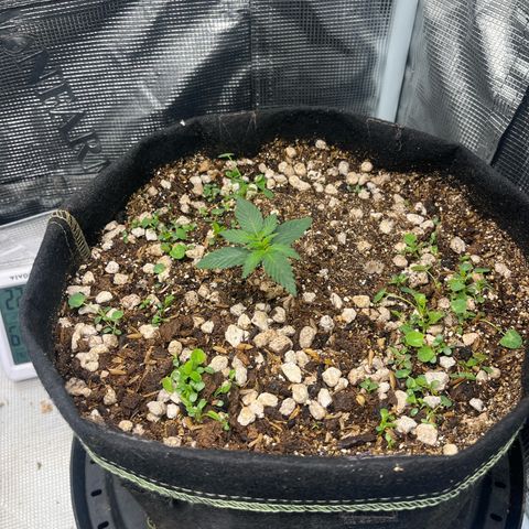 Unknown strain growlog timeline photo