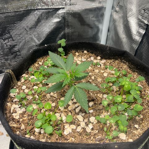 Unknown strain growlog timeline photo
