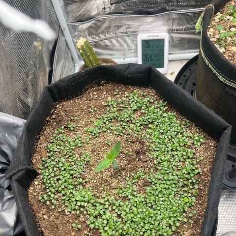 Unknown strain growlog timeline photo