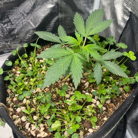 Unknown strain growlog photo: Topped 