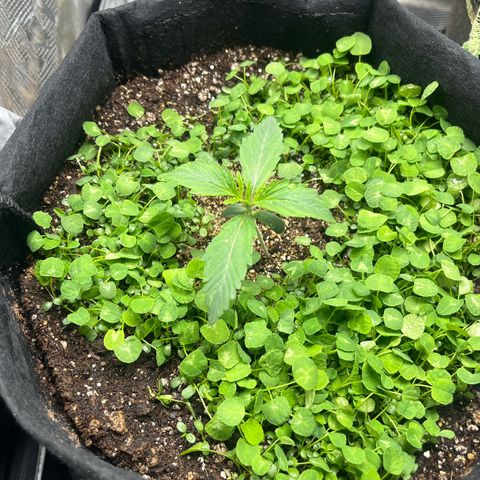Unknown strain growlog timeline photo