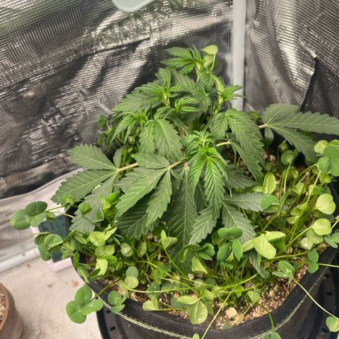 Unknown strain growlog timeline photo