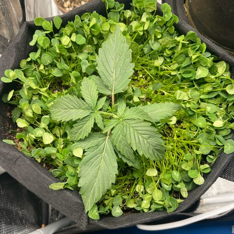 Unknown strain growlog timeline photo