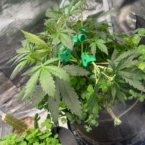 Unknown strain growlog timeline photo