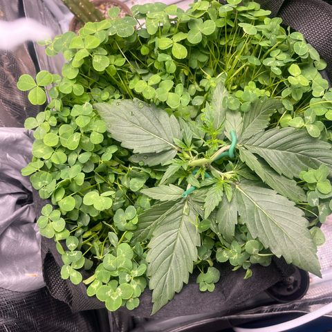 Unknown strain growlog timeline photo