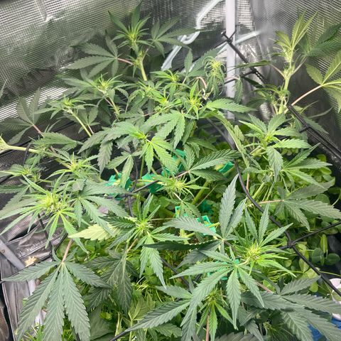 Unknown strain growlog timeline photo