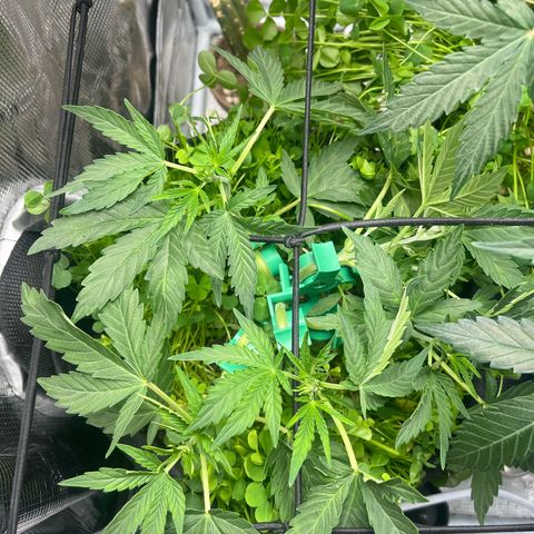 Unknown strain growlog timeline photo