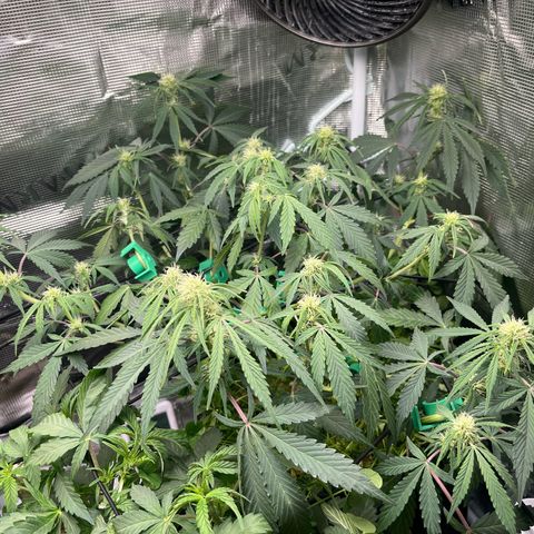 Unknown strain growlog timeline photo