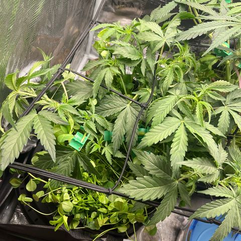 Unknown strain growlog timeline photo