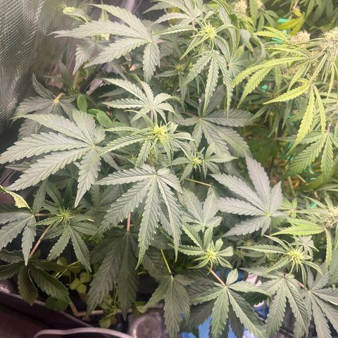 Unknown strain growlog timeline photo