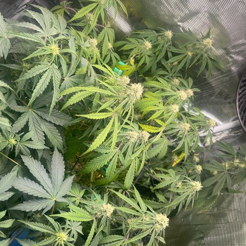 Unknown strain growlog timeline photo