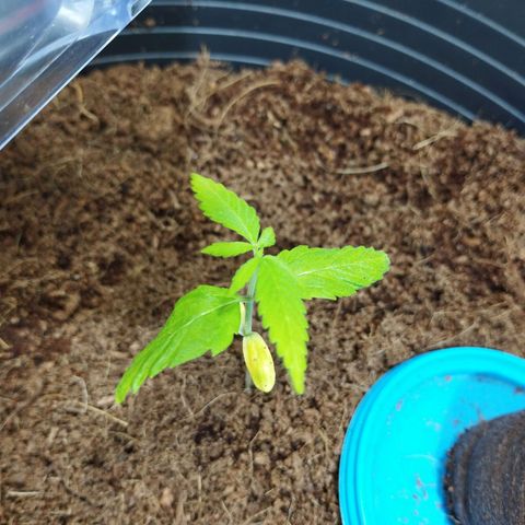 Skunk #1 vorne growlog timeline photo
