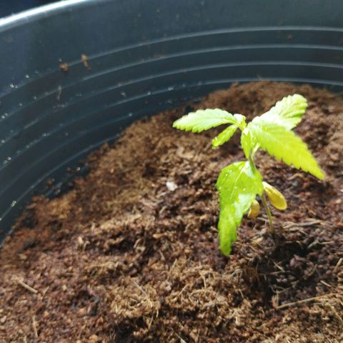 Skunk #1 vorne growlog timeline photo
