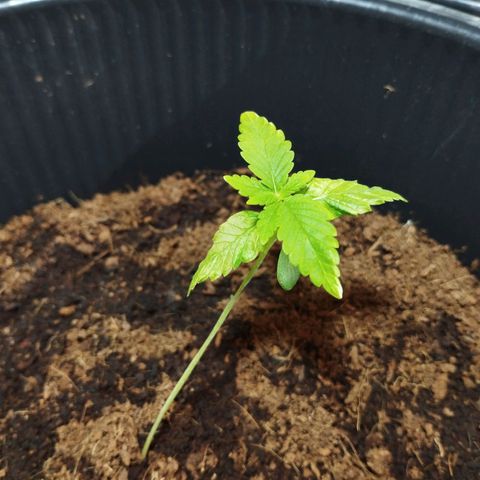 Skunk #1 Mitte links growlog timeline photo