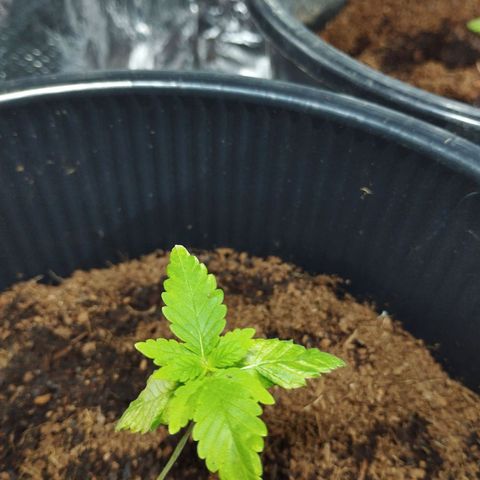Skunk #1 Mitte links growlog timeline photo