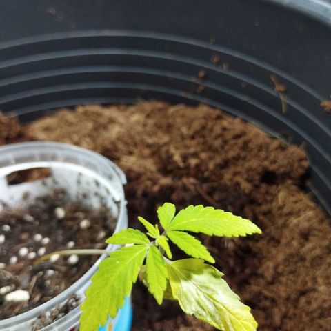 Skunk #1 vorne growlog timeline photo