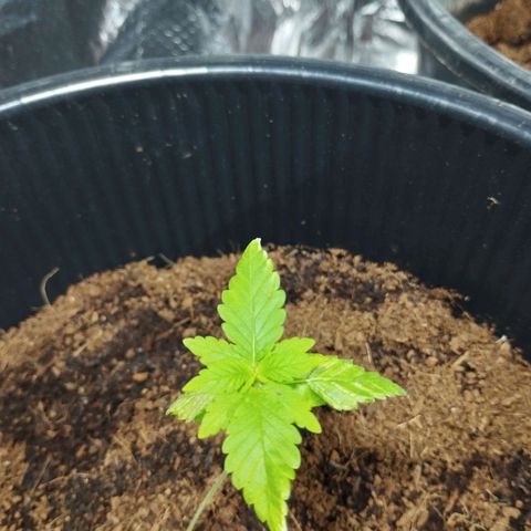 Skunk #1 Mitte links growlog timeline photo