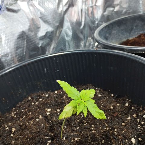 Skunk #1 Mitte links growlog photo: Neues Substrat 
