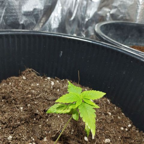 Skunk #1 Mitte links growlog timeline photo