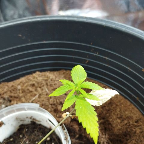 Skunk #1 vorne growlog timeline photo