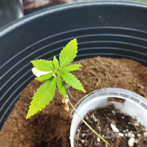 Skunk #1 vorne growlog timeline photo